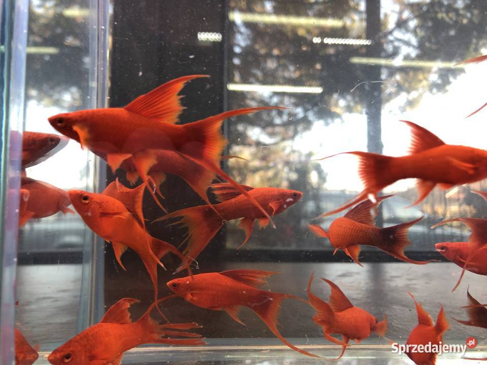 Mieczyk Lira samica ładne Justynów