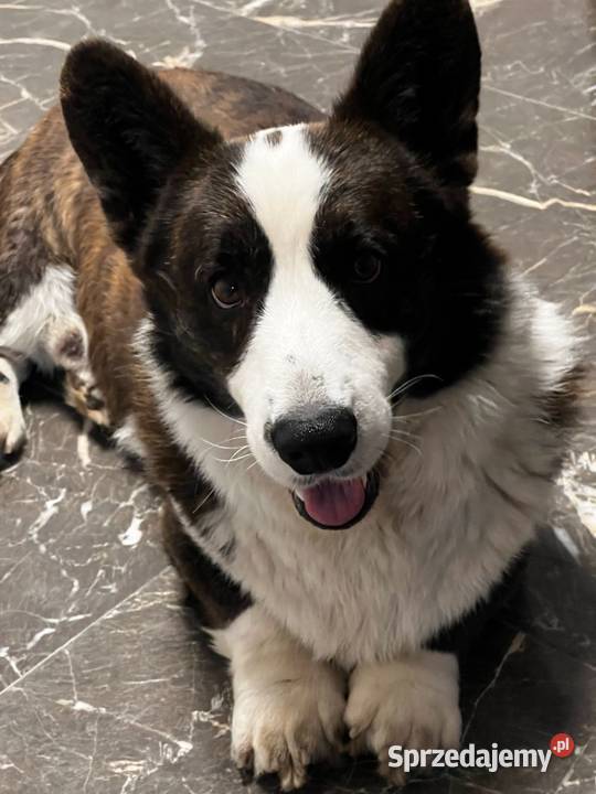 Pies Welsh Corgi Cardigan rodowód FCI Pabianice