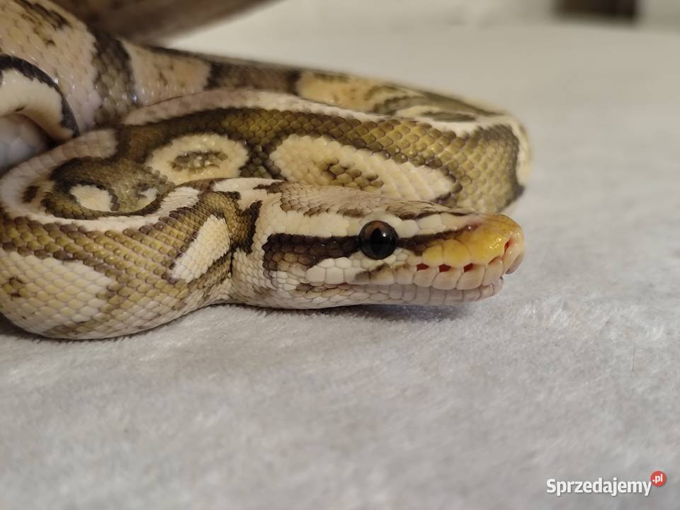 Dorosły samiec Firefly Hypo