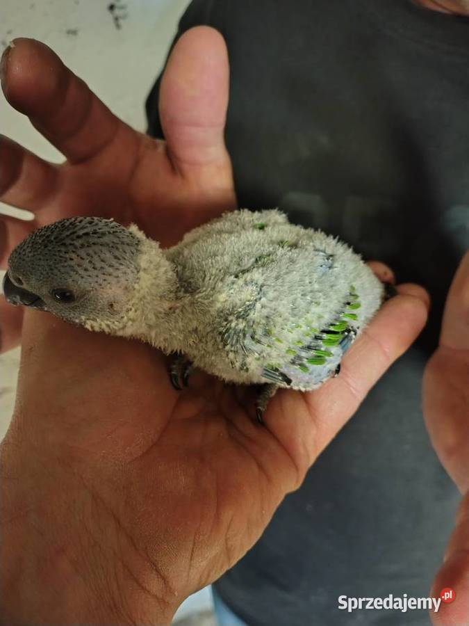 Do ręcznego karmienia młode Chudów