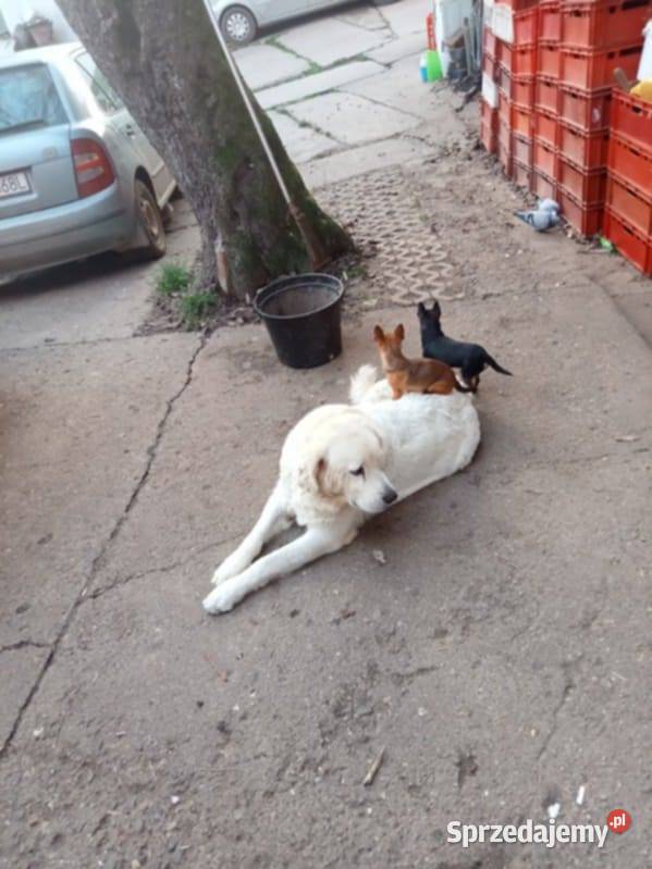 owczarek podhalański Wawrzeńczyce