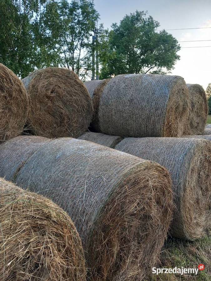 Siano w Balotach zbiór 2025 śląskie Kamienica Polska