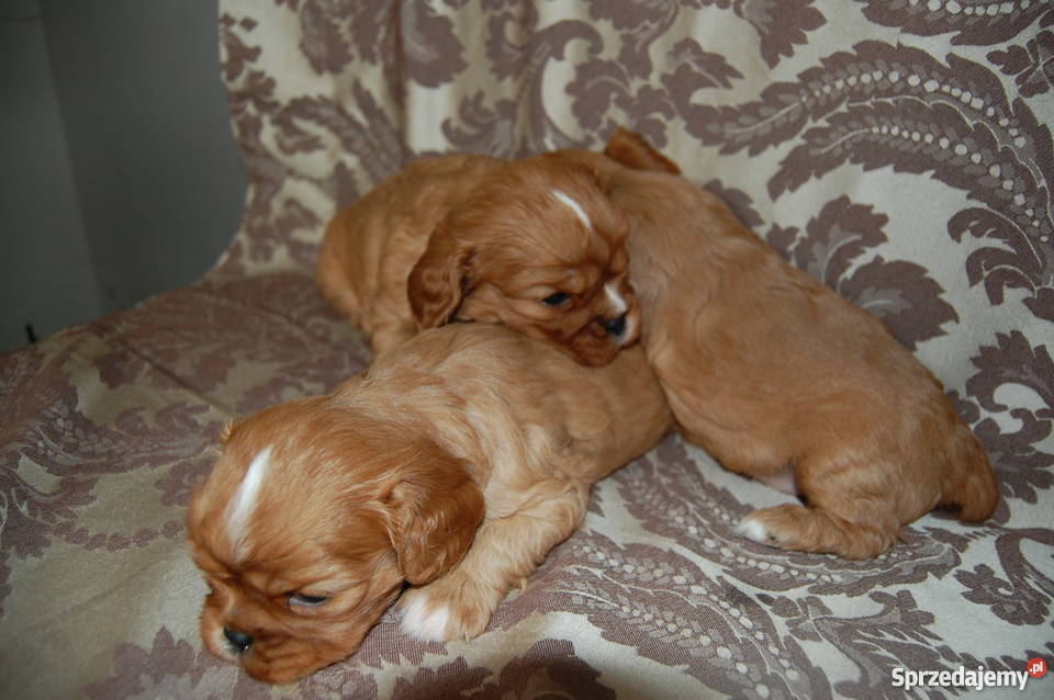 Cavalier King Charles Spaniel Szczenięta Sulejówek