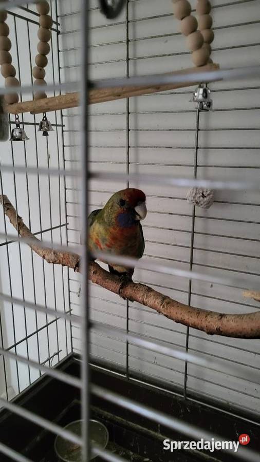 Rozelle królewska samiec Ptaki