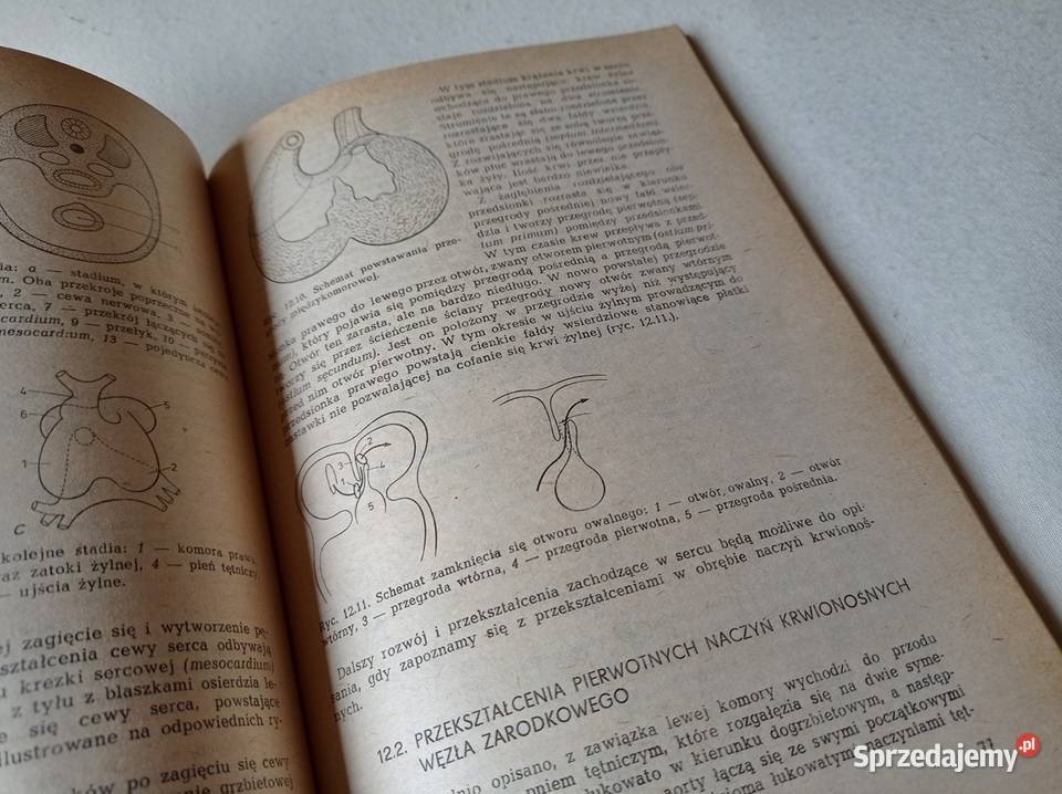 Podręcznik Embriologia Człowieka wyd 1982 SUPER tradycyjny podręcznik Sosnowiec