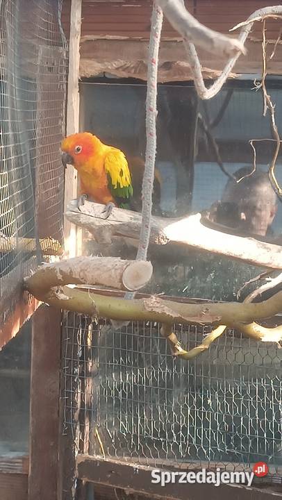 Konura słoneczna samica 2020