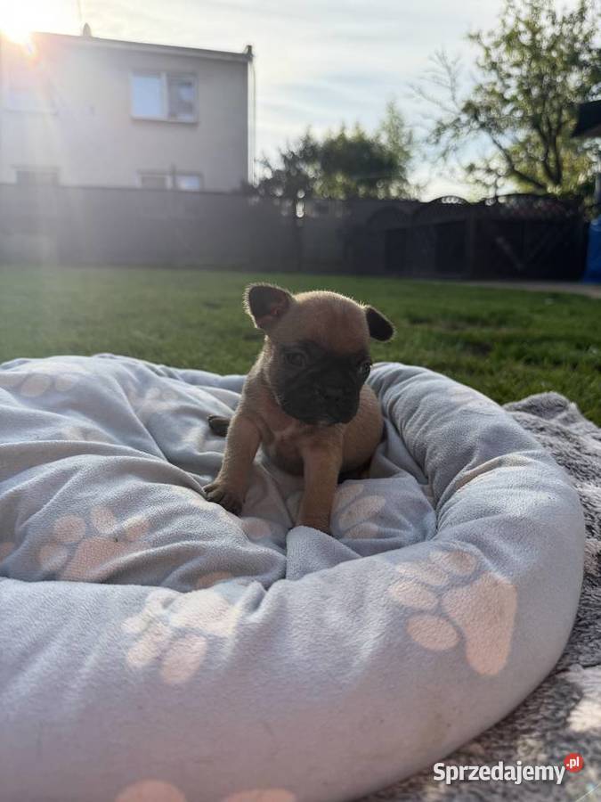 Buldog francuski Psy Puszczykowo
