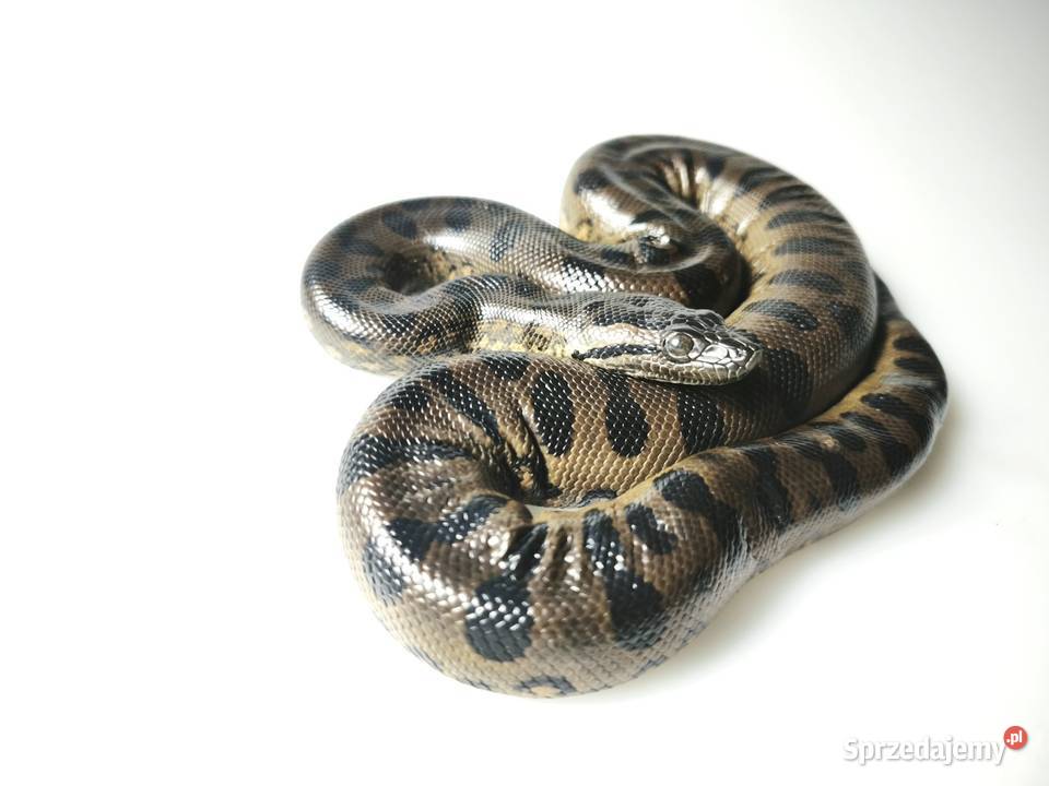 anakonda zielona młody osobnik samica Wałbrzych