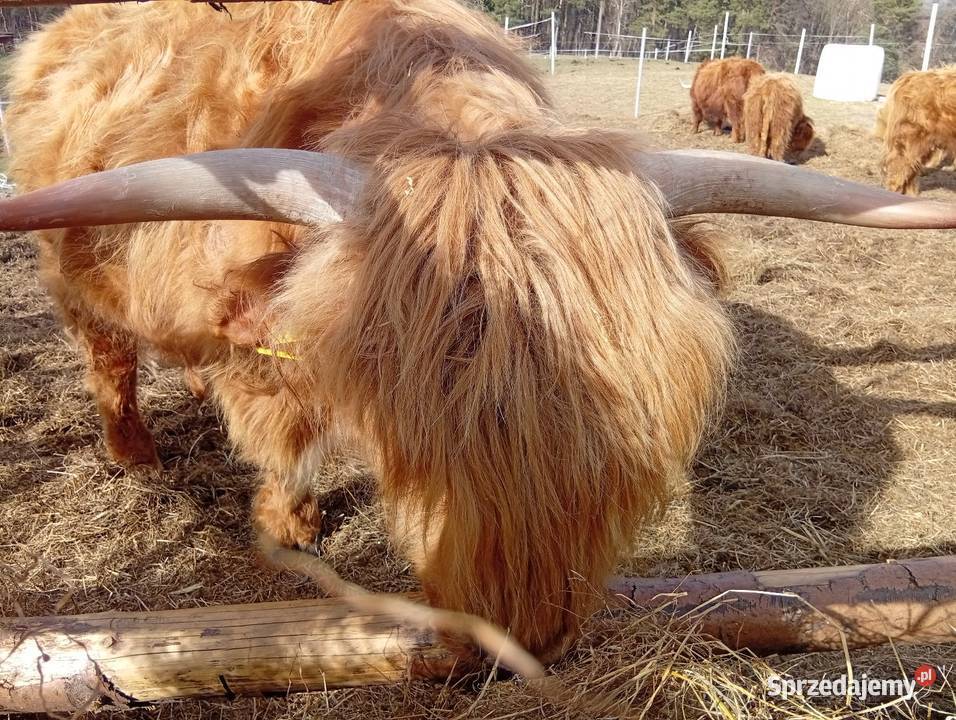 Krowy Highland stado 11 bydło mięsne szkockie Bydło