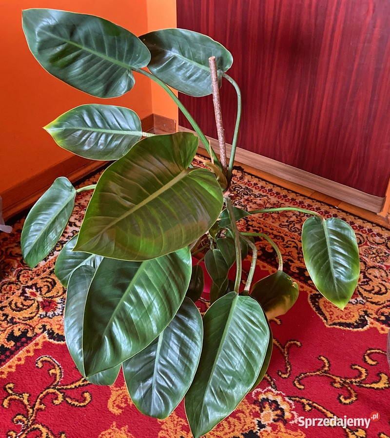 Piękny Philodendron Filodendron Congo Apple duży