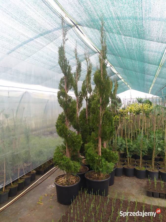 żywotnik zachodni Thuja occidentalis Smaragd