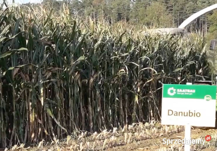 Materiał siewny kukurydza Danubio FAO 240 250 Międzyrzecz