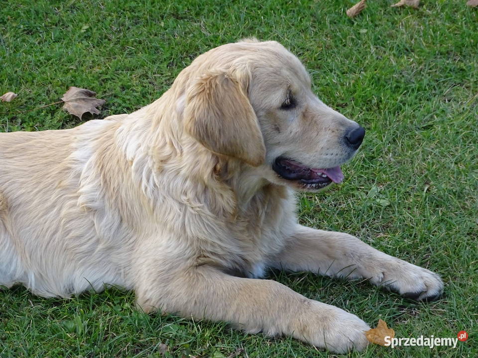 Golden retriever 6 miesięczne