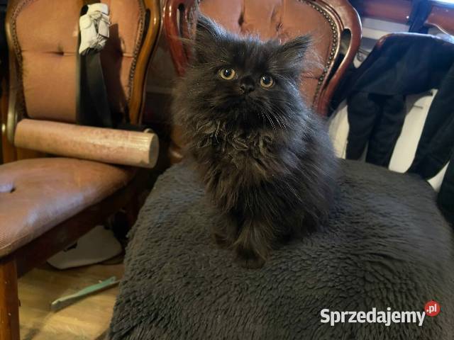 Piękna kotka perska z rodowodem