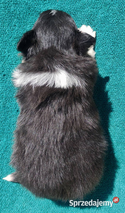 Pies Border Collie Rasowy szczeniak z Hodowli Pozostałe Iwonicz