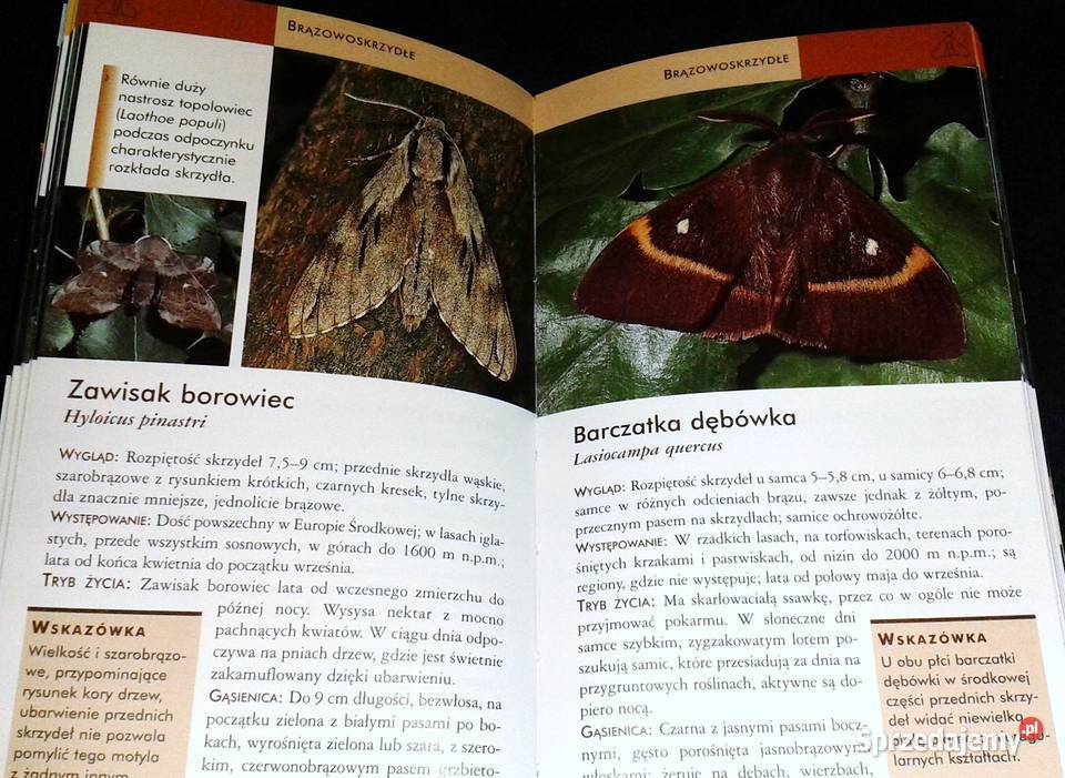 Motyle Atlas łatwe rozpoznawanie red Robert Rok wydania 2009 lubelskie Chełm sprzedam