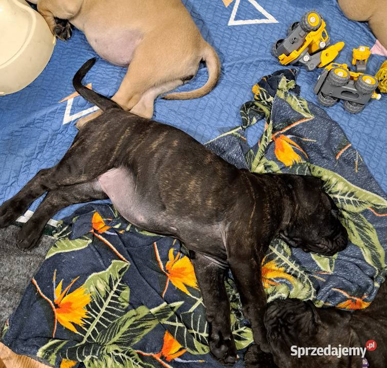 Cane coso szczenie Gierałtów