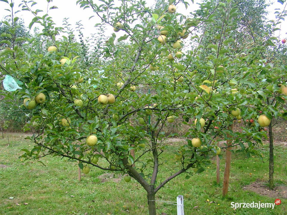 Jabłka ekologiczne Kurnos Drugi