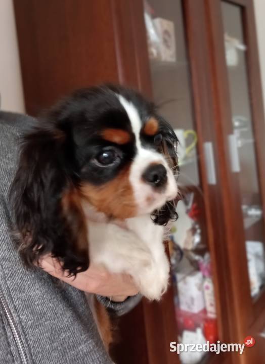 Cavalier King Charles Spaniel Tricolor 2025 Częstochowa