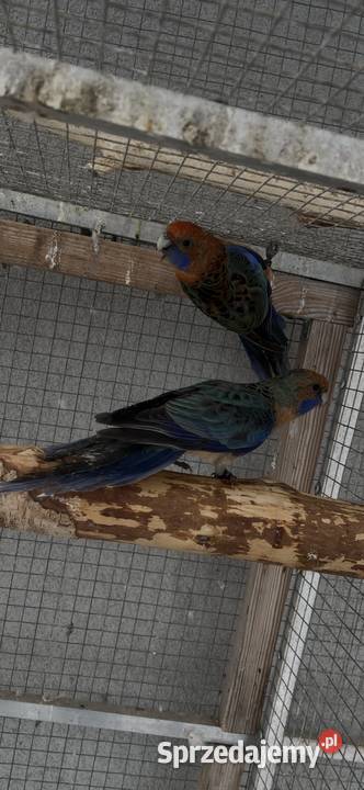 Rozelle królewskie Sośnicowice