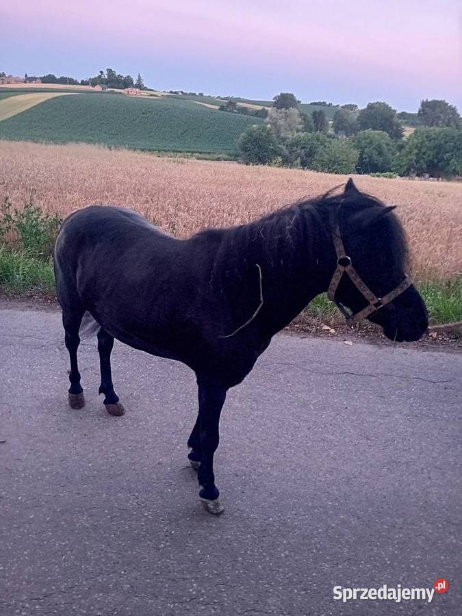 Klacz kucyk 120 Żębocin