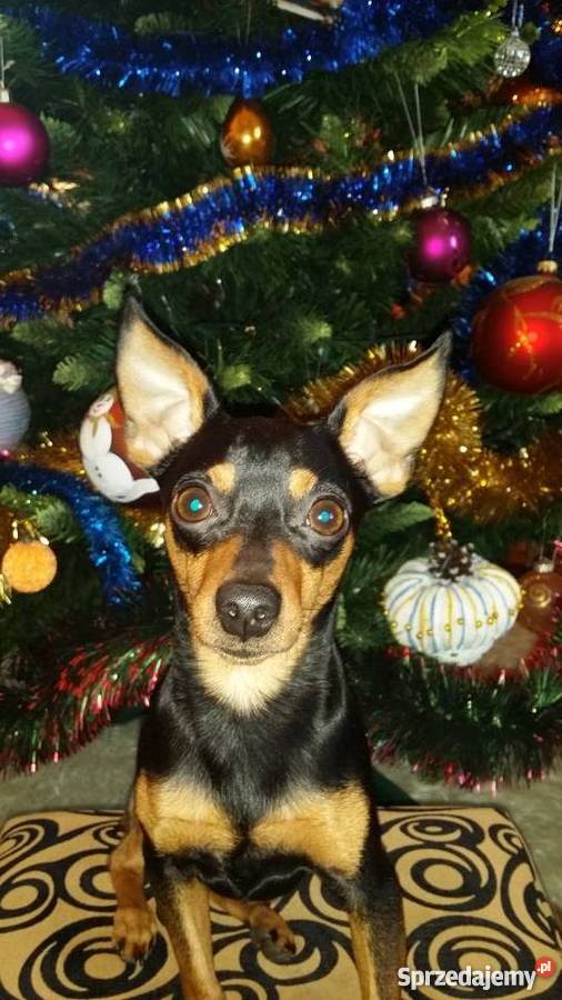 Oddam ratlerka miniaturkę reproduktora Przedecz