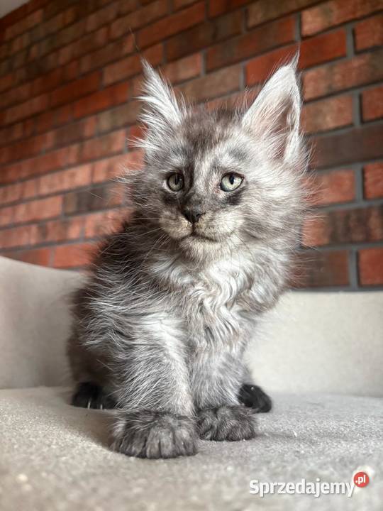 Maine Coon Oreo Szembruk