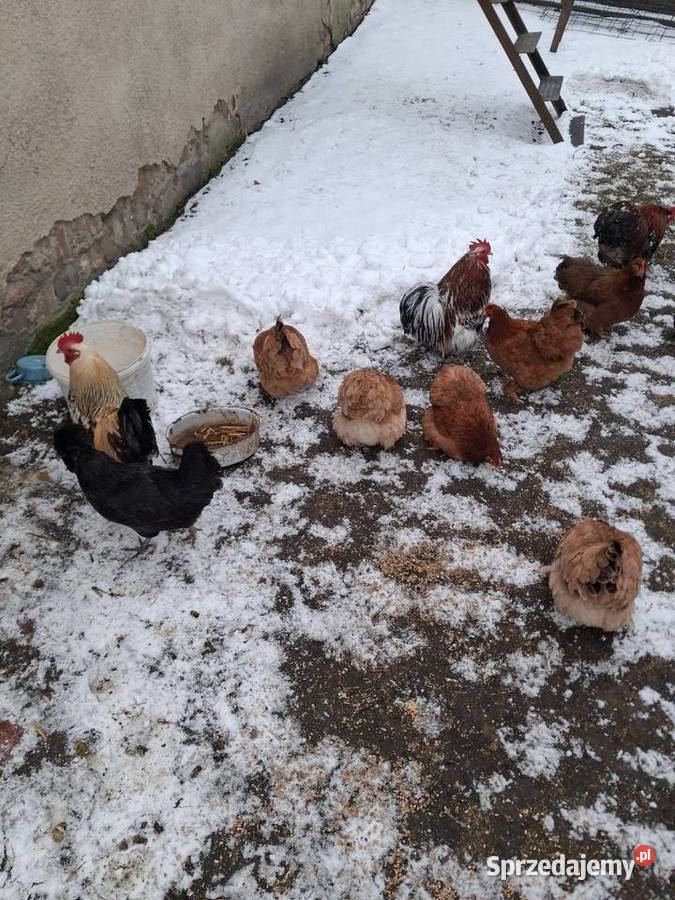 Jajka lękowe kur rasy kochin Miękinia sprzedam