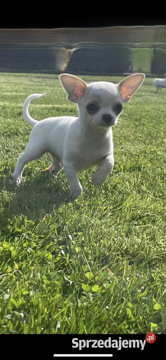 Chihuahua Szczenięta FCIZKwP Skarbiszów