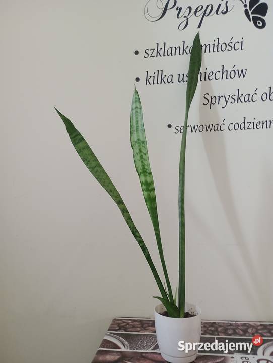 Kwiaty tzw język teściowej Brzeziny sprzedam