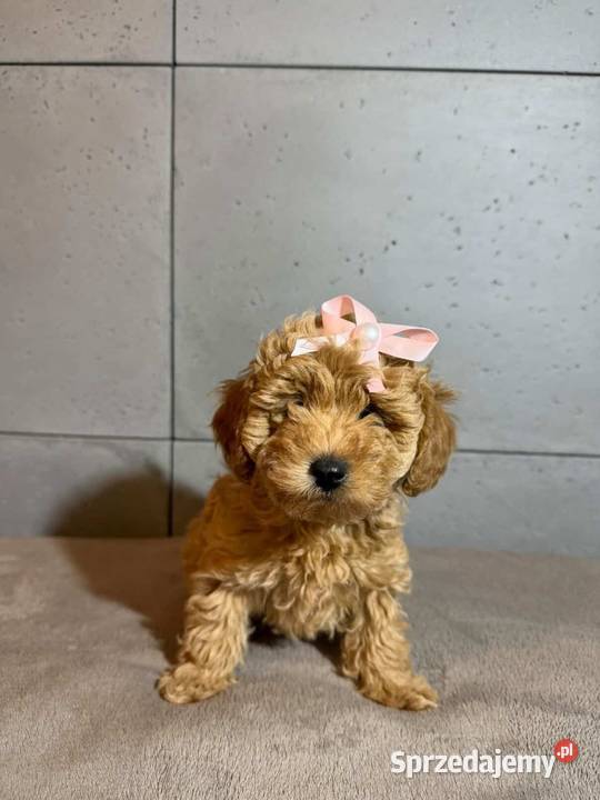 Śliczna dziewczynka pudel Toy