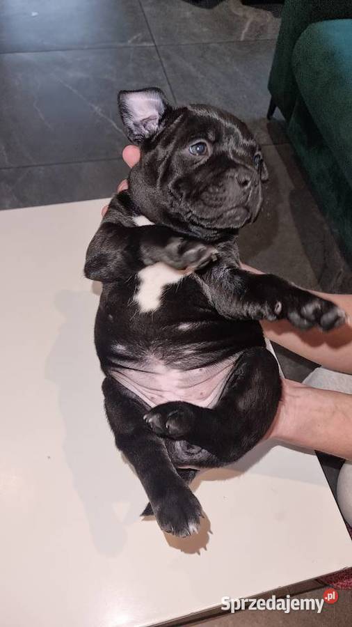 Staffordshire Bull Terrier Stafik Staffik śląskie Zabrze