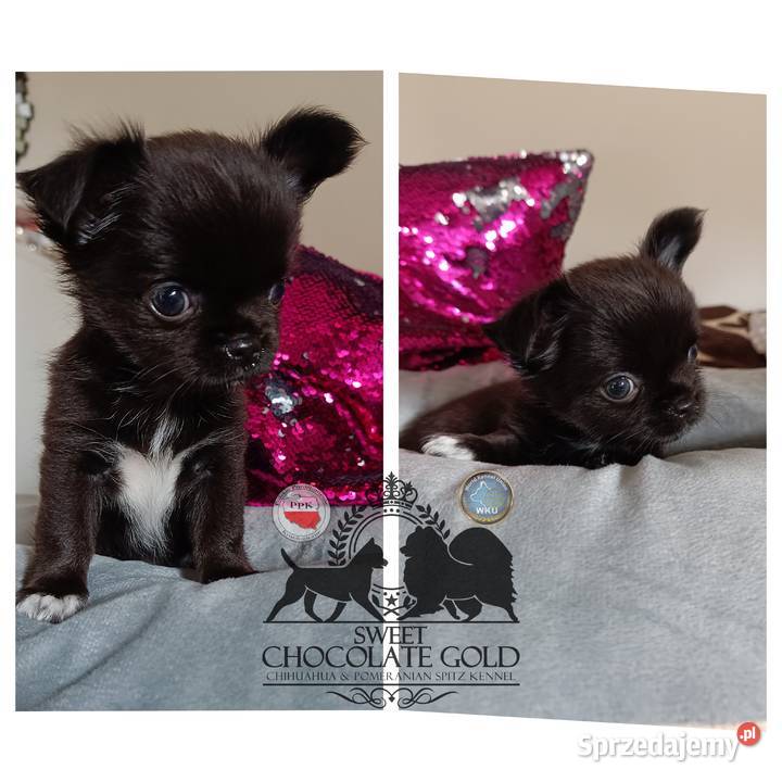 Chihuahua piesek długowłosy czarny rodowód Bełchatów