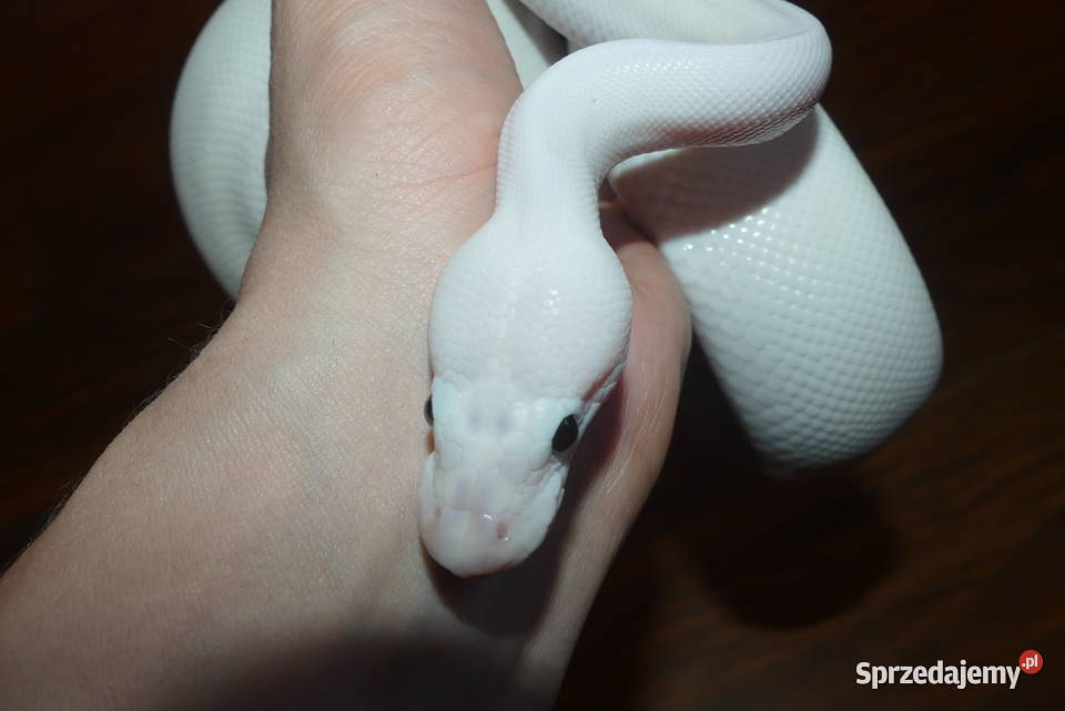 Pyton królewski super fire Sosnowiec