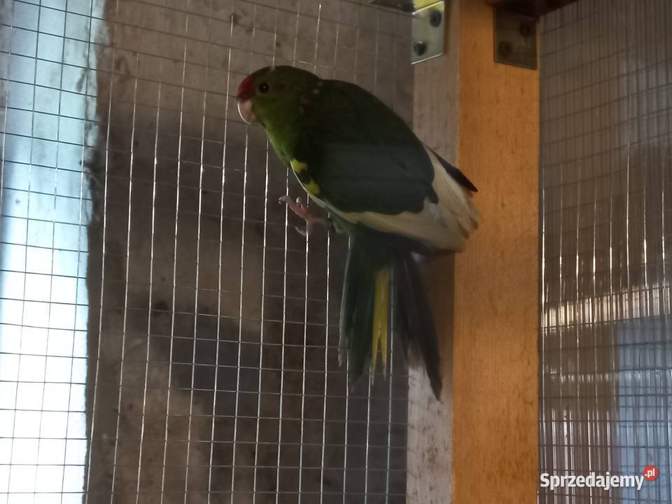 Modrolotki kozie Samice 25 obrączka stała Faustianka