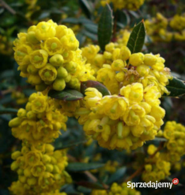 BERBERYS JULIANNY sadzonki w doniczkach kujawsko-pomorskie
