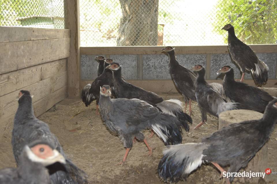 Bażanty uszaki brunatne Rzeszów