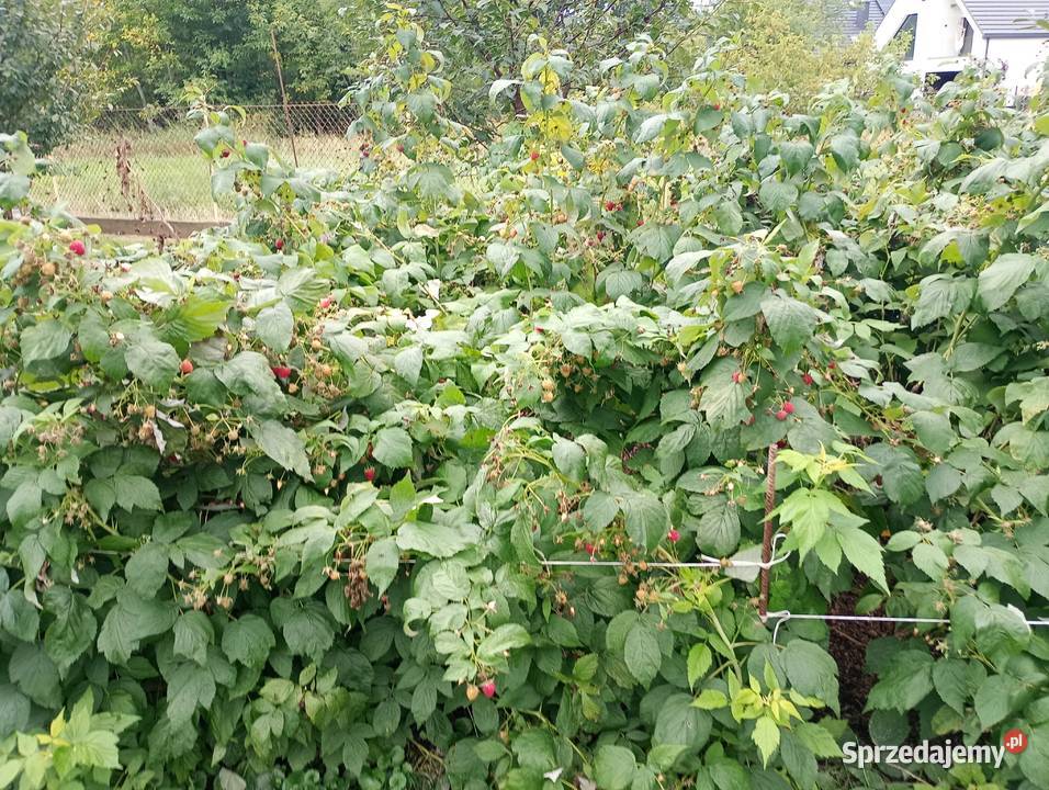Sadzonki maliny całorocznej Polana prosto z podkarpackie Rzeszów
