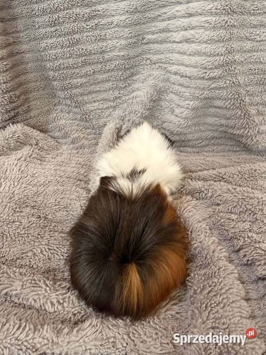 świnka morska cavia domowa SAMICA Koszyce Wielkie sprzedam