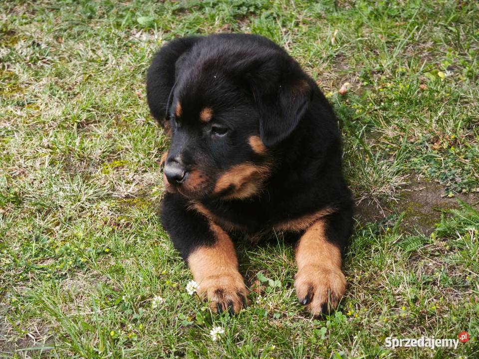 Rottweiler Szczenięta z Rodowodem Rottweiler mazowieckie Iłża