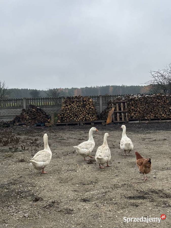 Sprzedam gęsi 150 sztuka