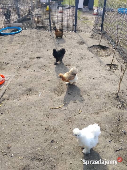 Jaja lęgowe Silka mix kolorów Drób i ptactwo Tarnobrzeg