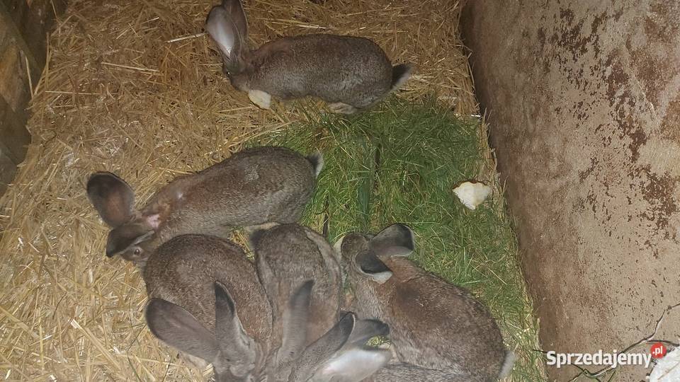 Olbrzym belgijski młody