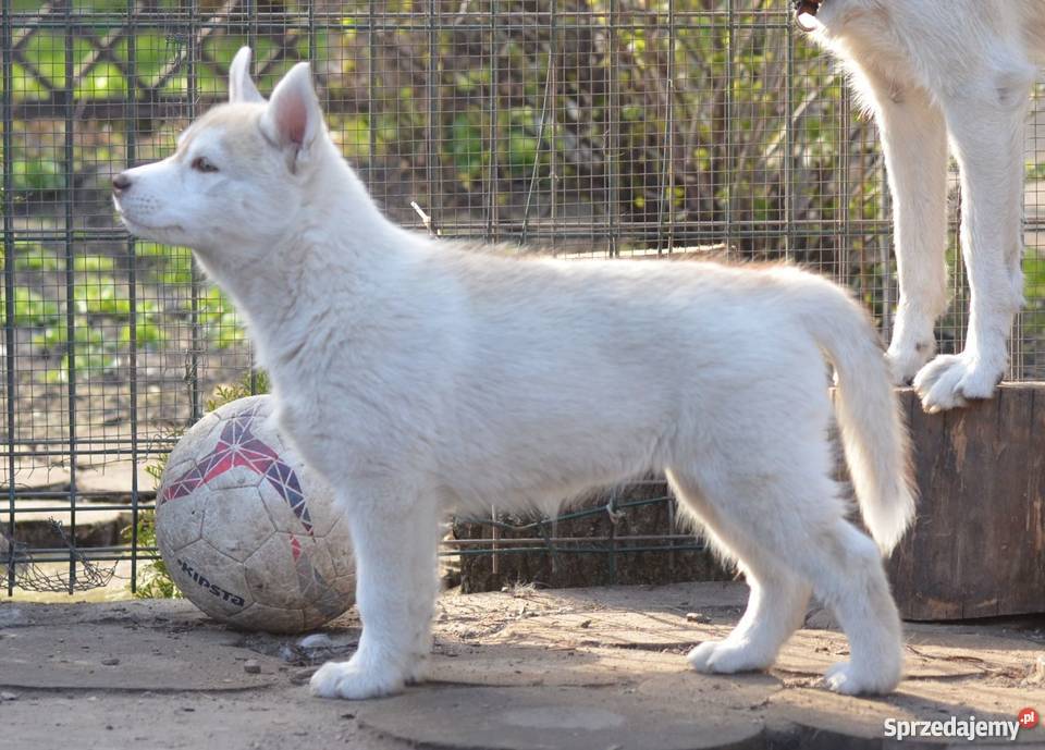 siberian husky rodowodowe szczenięta Husky Grudziądz