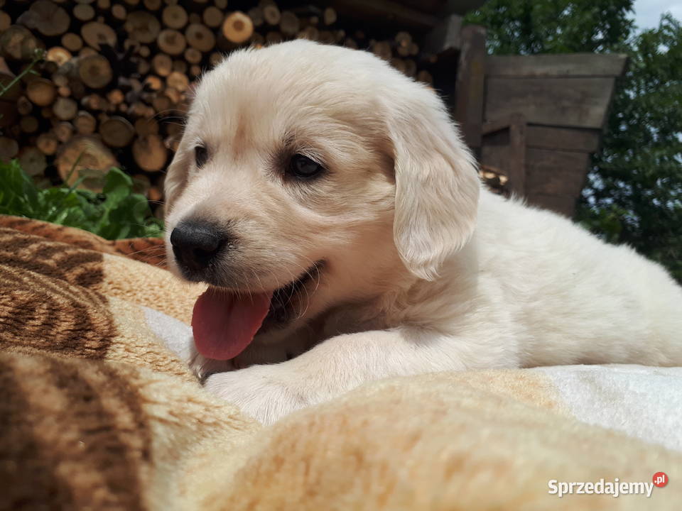Golden Retriever Warszawa