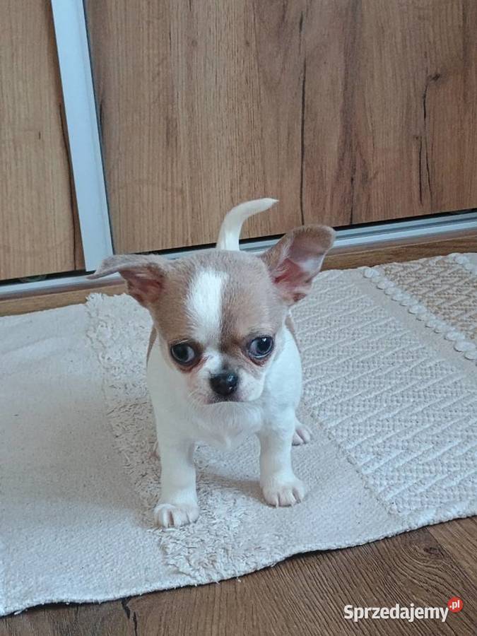Chihuahua chłopczyk Bursztyn chip rodowód Chihuahua Kleszczów sprzedam