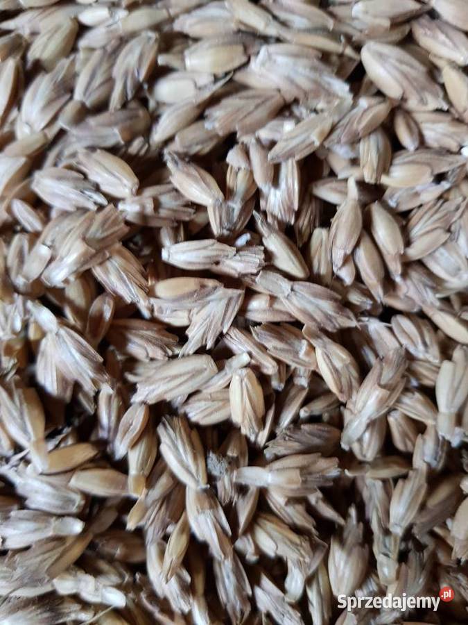 Pszenica Orkisz możliwość wysyłki Zboża Opatów