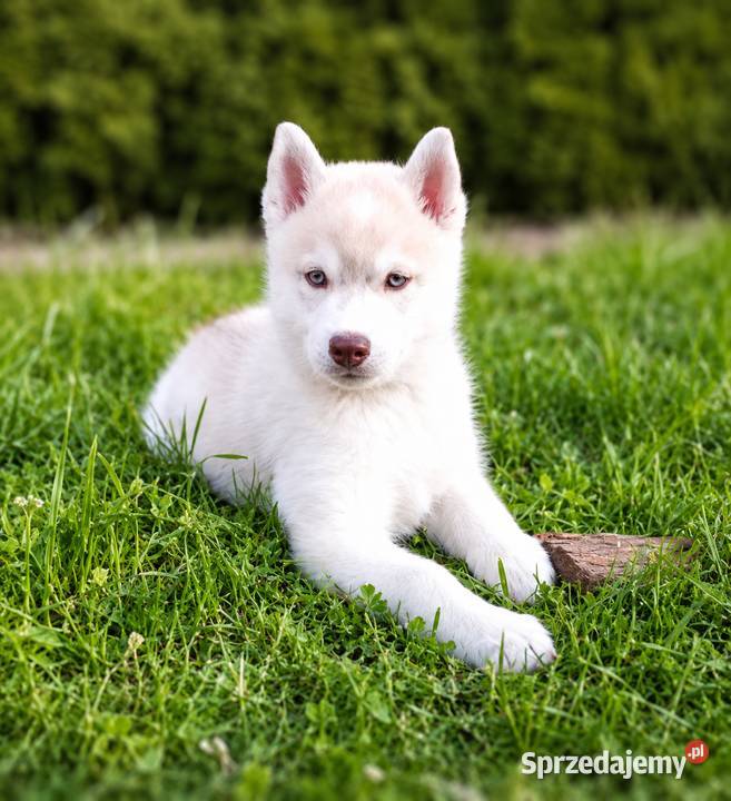 Siberian husky boy Racibórz