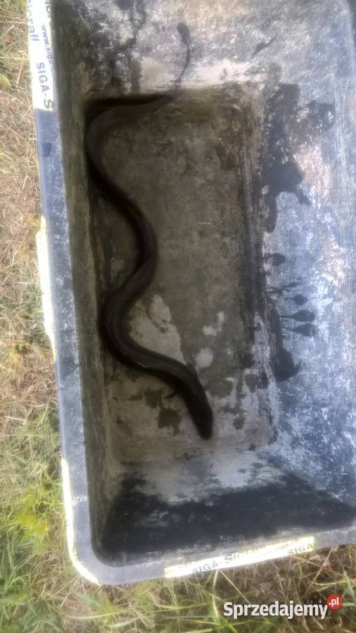 ŻYWE RYBY WĘGORZ SZCZUPAK STAWU Słupca