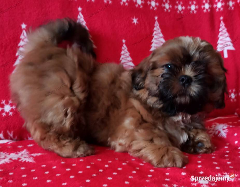 Shih tzu mała czekoladka